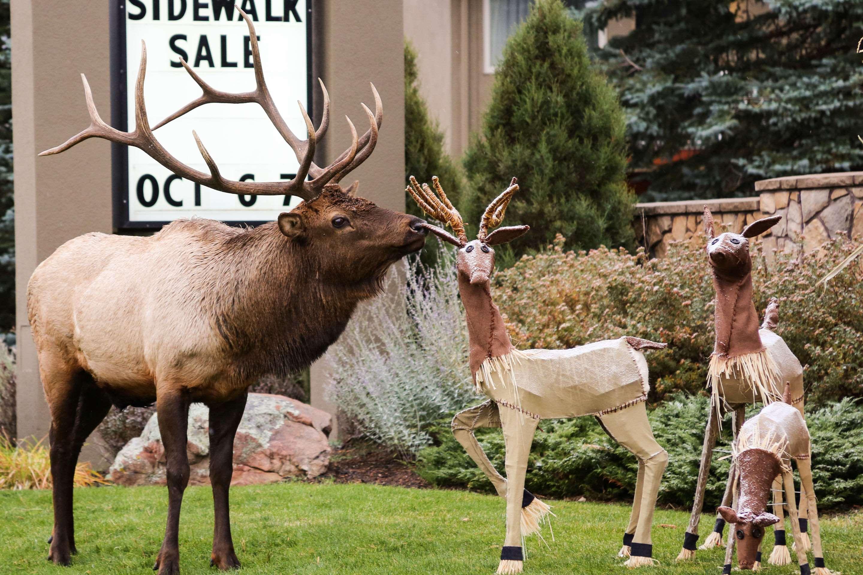 Quality Inn Near Rocky Mountain National Park Estes Park Extérieur photo