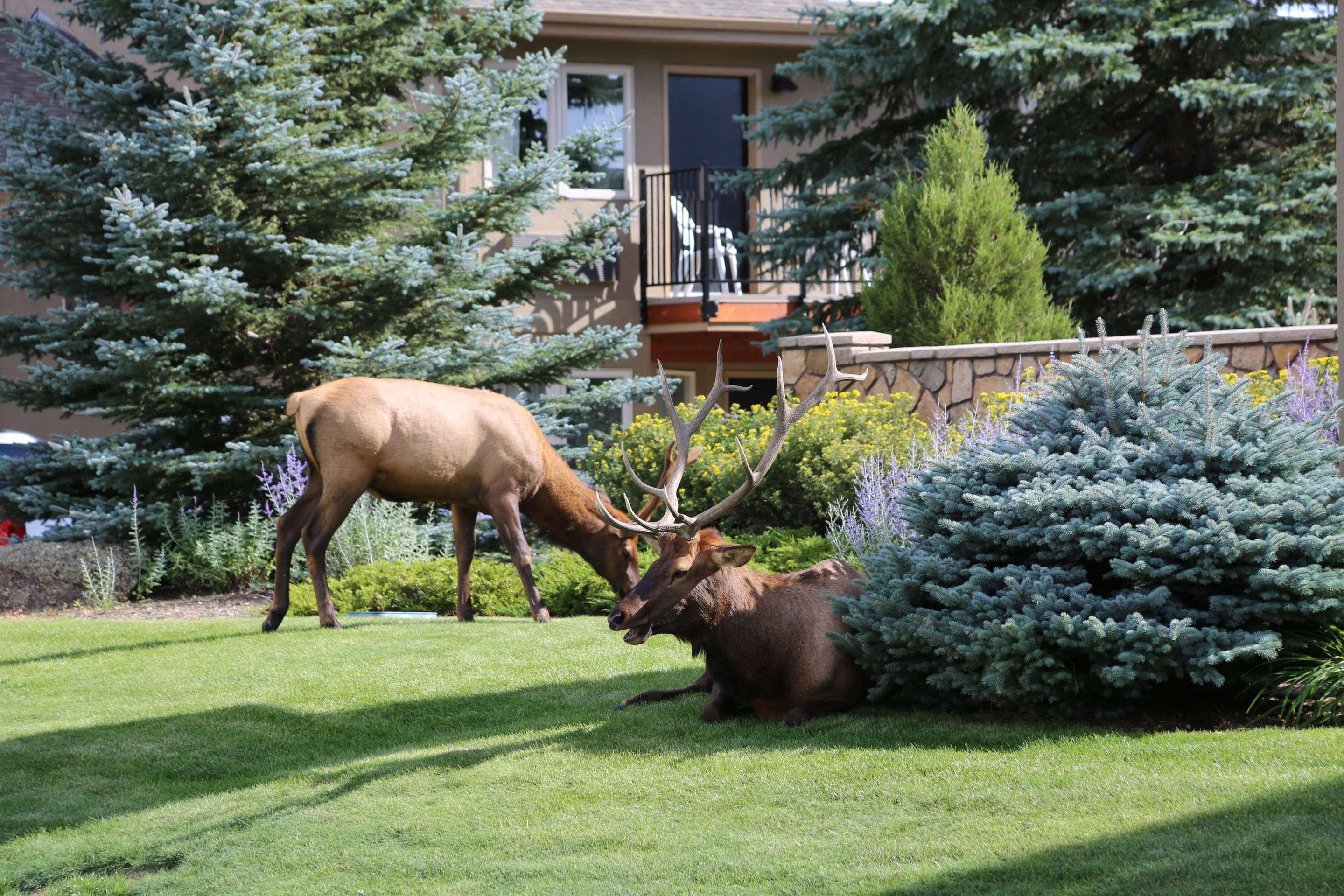 Quality Inn Near Rocky Mountain National Park Estes Park Extérieur photo